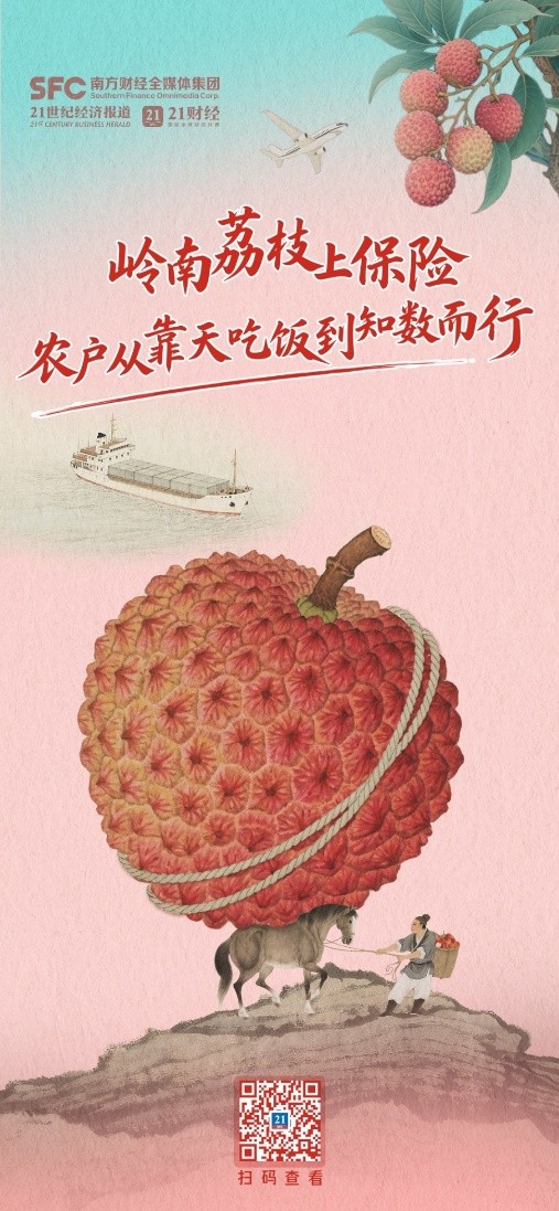 嶺南荔枝上保險 農戶從靠天吃飯到知數而行